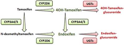 Unveiling the Impact of Morphine on Tamoxifen Metabolism in Mice in vivo